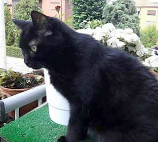 Gatto